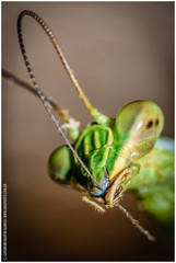 Stagmatoptera hyaloptera