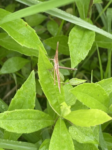 Oriental Longheaded Locust