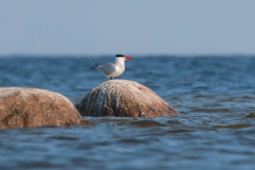 Pagaza piquirroja (Hydroprogne caspia)