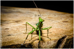 Stagmatoptera hyaloptera