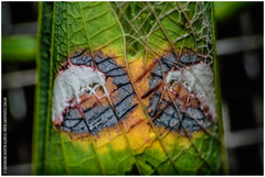 Stagmatoptera hyaloptera