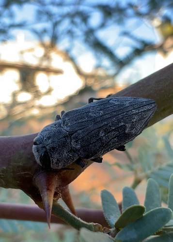 Merkel Buprestid