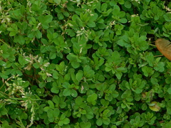 Trifolium dubium