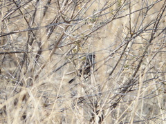 Spizella atrogularis