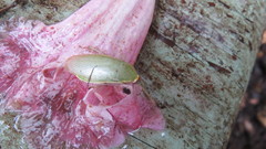 Panchlora thalassina