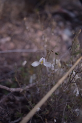 Carlowrightia neesiana