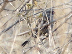 Spizella atrogularis