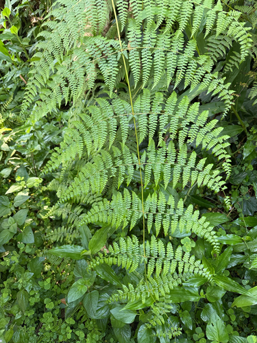 Dennstaedtia scandens observed 2026-07-02