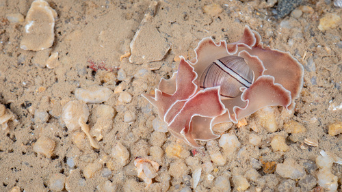 Hydatina zonata observed 2026-07-01