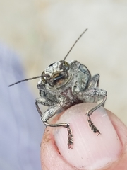Texania fulleri