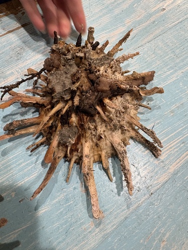 Spondylus americanus, 2026-07-01
