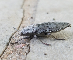 Texania fulleri
