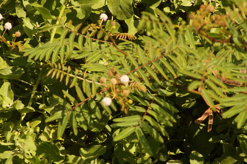 Mimosa pigra, photograph 6