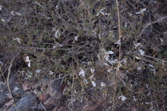 Carlowrightia neesiana