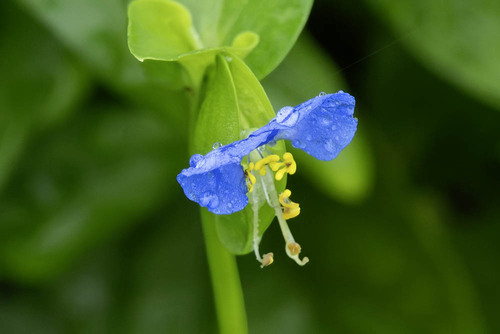 Asiatic dayflower