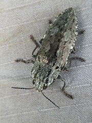 Texania fulleri