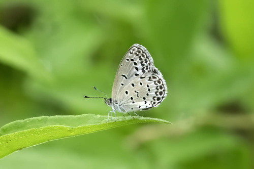 Pale Grass Blue