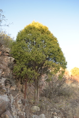 Juniperus flaccida