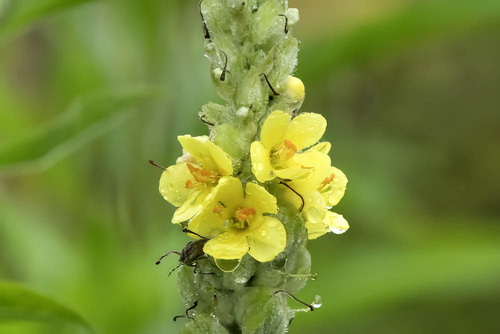 great mullein