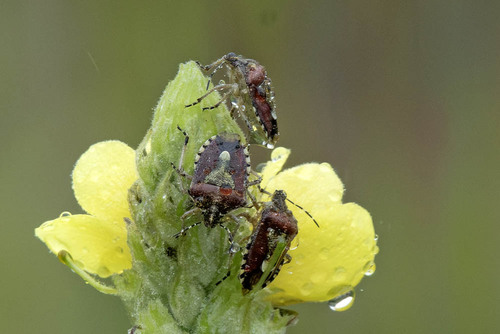 Sloe Bug