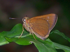 Caltoris cahira austeni