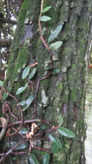 Microgramma mortoniana