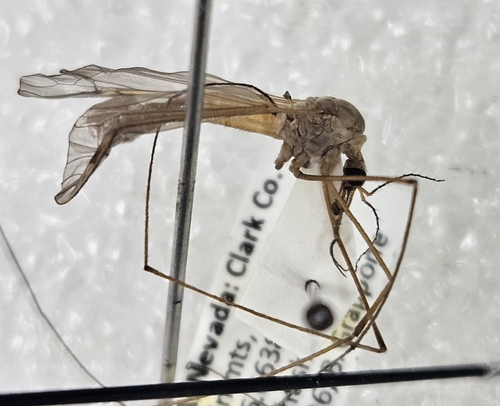 Tipula tergata