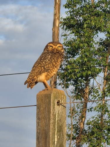 Burrowing Owl
