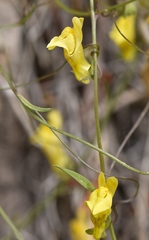 Neogaerrhinum filipes