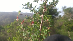 Ribes menziesii