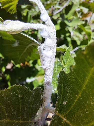 iNaturalist observation photo of Alder Sucker