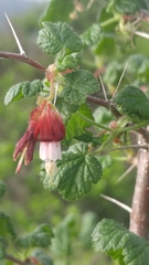 Ribes menziesii