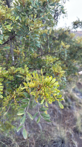 Sophora chrysophylla, photograph 2