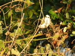 Fluvicola albiventer