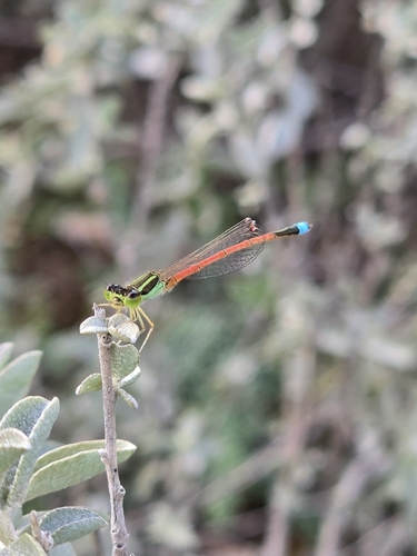 Aurora Bluetail