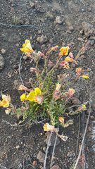 Oenothera stricta, photograph (c) Malena Lacque, some rights reserved (CC BY)