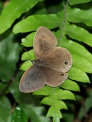 Ypthima multistriata