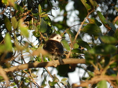 Fluvicola albiventer