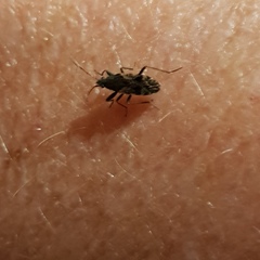 Euander lacertosus
