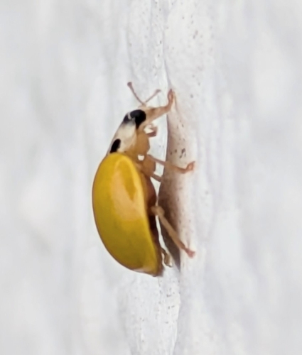 Yellow Ladybird Beetle