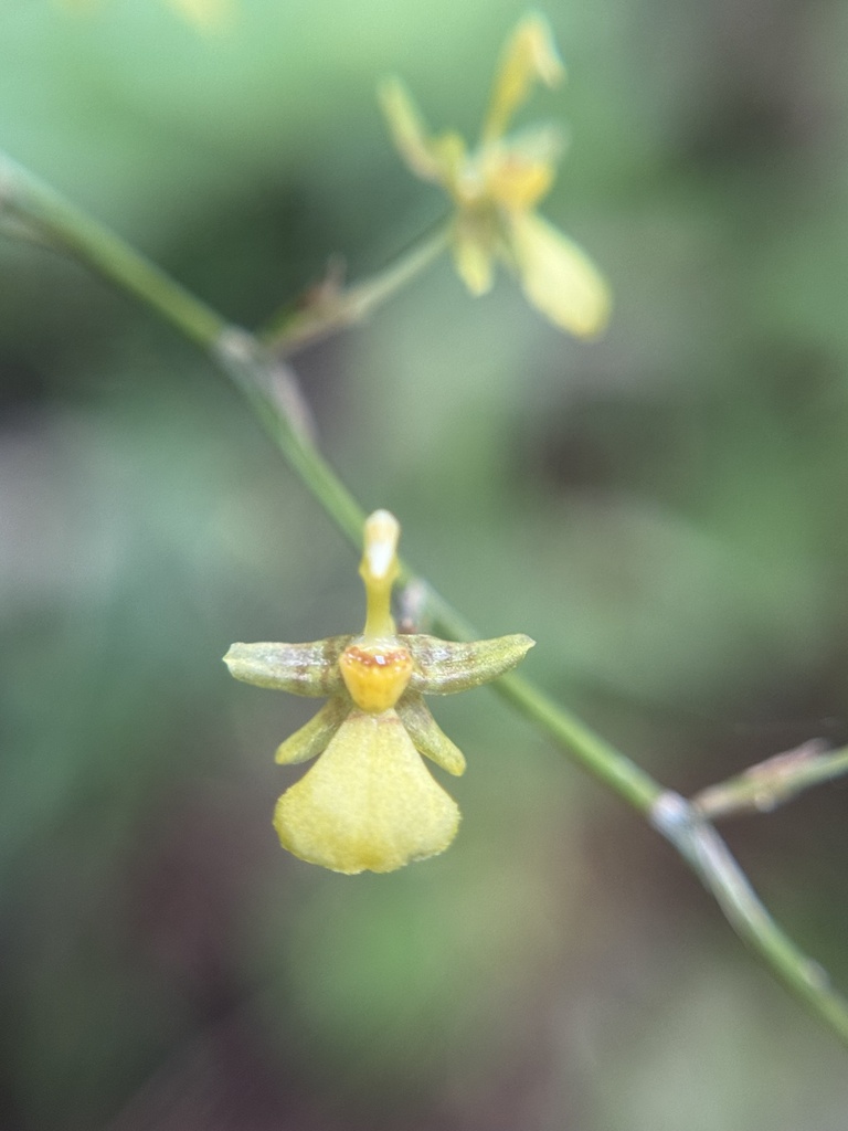 Oncidium amazonicum