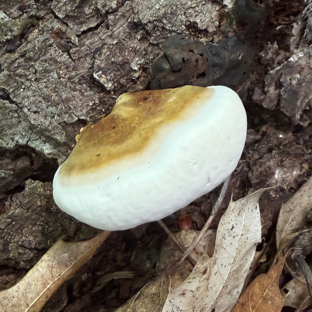 Ganoderma lobatum · July 2026 · photo: Photo: (c) Summit Metro Parks, some rights reserved (CC BY) · iNaturalist
