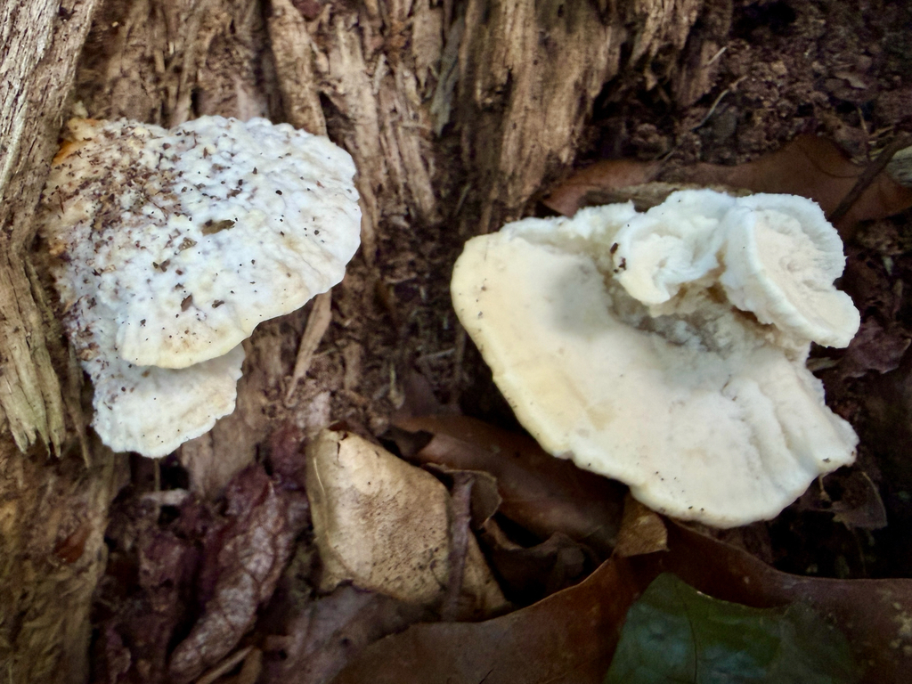White Cheese Polypore