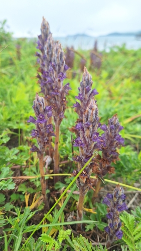 Orobanche coerulescens
