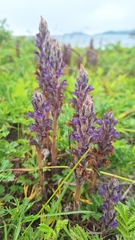 Orobanche coerulescens