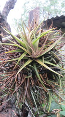 Tillandsia ixioides