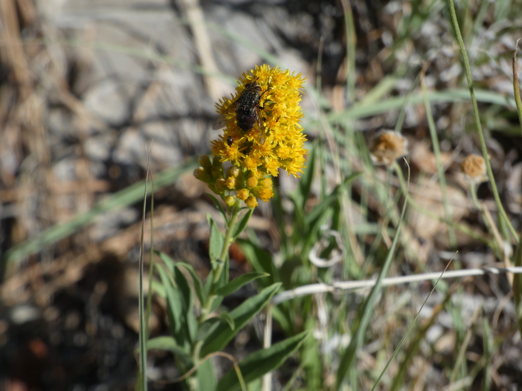 Solidago wrightii; photograph (c) bmasinton, some rights reserved (CC BY-SA)
