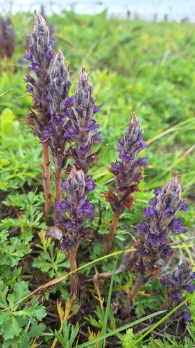 Orobanche coerulescens, photograph 2