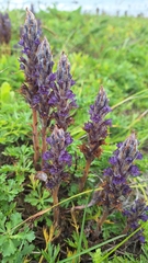 Orobanche coerulescens, photograph (c) Violetta Dzizyurova, some rights reserved (CC BY)
