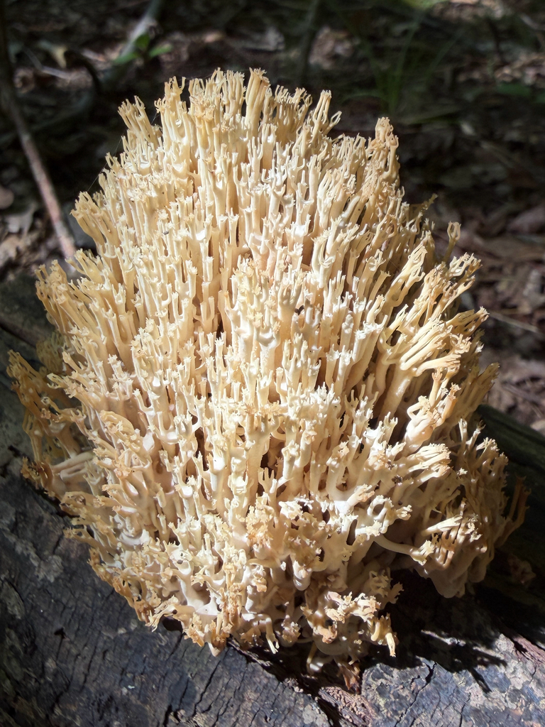 crown-tipped coral fungus · July 2026 · photo: Photo: (c) Summit Metro Parks, some rights reserved (CC BY) · iNaturalist